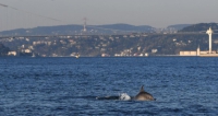 Dolphins reclaim Bosphorus amid virus lockdown in Istanbul